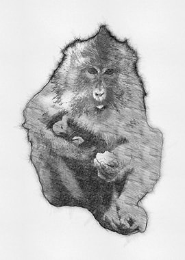 Monkey Pencil Drawing Art