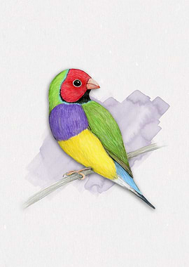 Gouldian finch
