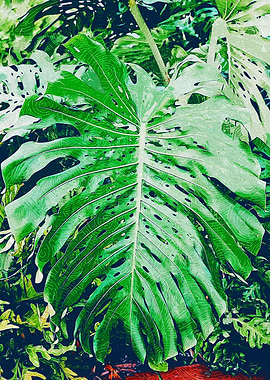 Large Monstera Leaf Fresh