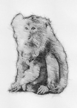Monkey Pencil Drawing Art