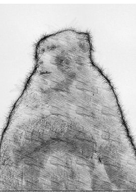 Monkey Pencil Drawing Art