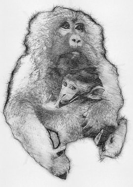 Monkey Pencil Drawing Art