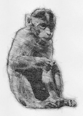 Monkey Pencil Drawing Art