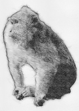 Monkey Pencil Drawing Art