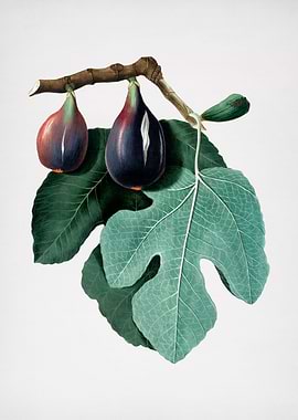 Vintage Fig Fruit Poster