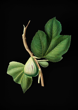 Vintage Fig Fruit on Black
