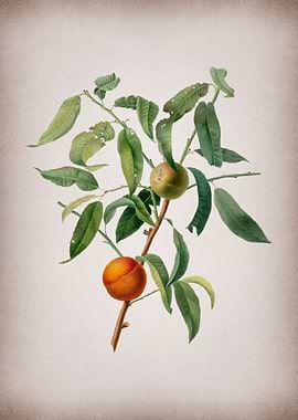 Vintage Peach Fruit Poster