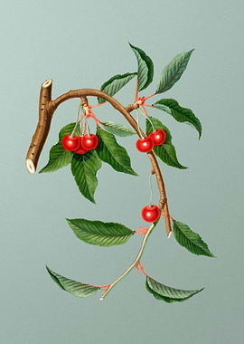 Vintage Cherry Fruit Green