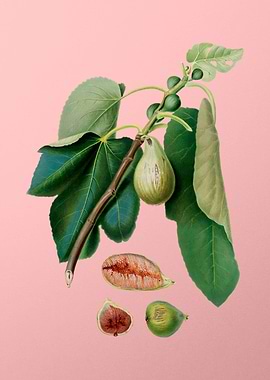 Vintage Monaco Fig Fruit