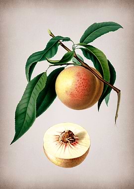 Vintage Peach Fruit Poster