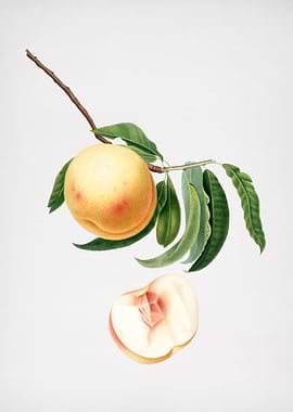 Vintage Duracina Peach Art