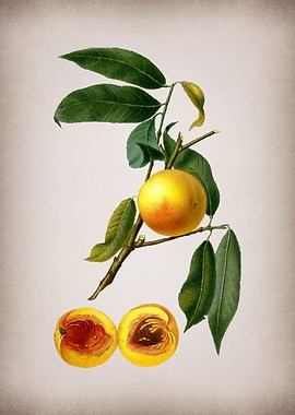 Vintage Peach Fruit Poster