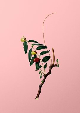 Vintage Jujube Fruit Pink