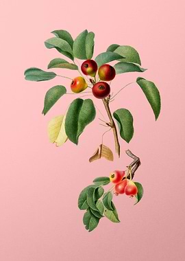 Vintage Musky Pear Fruit