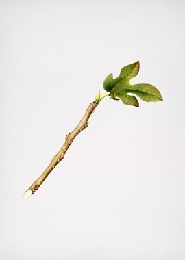 Vintage Fig Fruit Poster