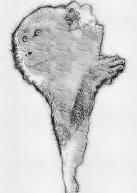 Monkey Pencil Drawing Art