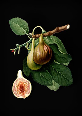 Vintage Fig Fruit on Black
