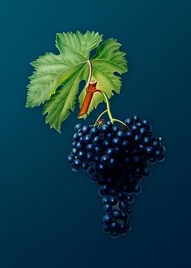 Vintage Fuella Grapes Teal