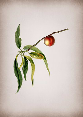 Vintage Peach Fruit Poster