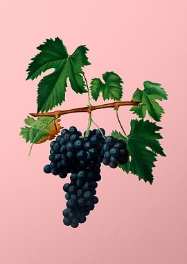 Vintage Lacrima Grapes Art
