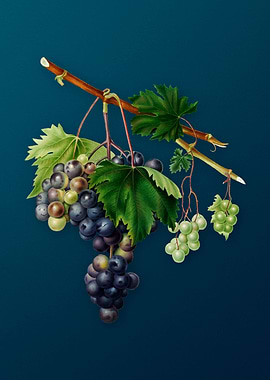 Vintage Grape from Ischia