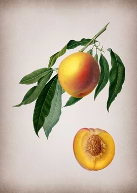 Vintage Peach Fruit Poster