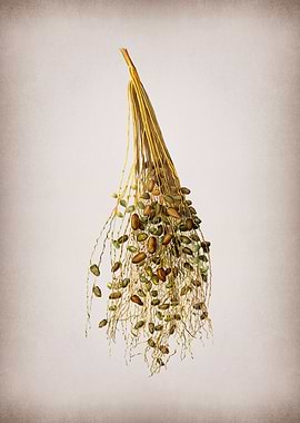 Vintage Spadices of Palm