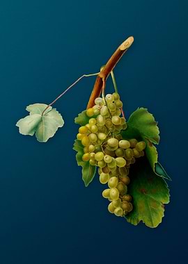 Vintage Grape Vine Fruit