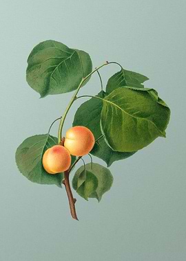 Vintage Yellow Apricot Art