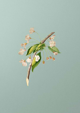 Vintage Cherry Plum Flower