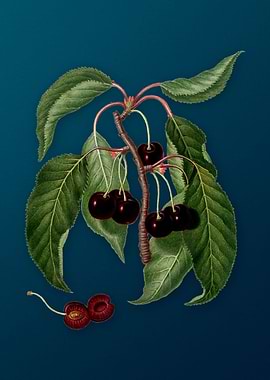Vintage Cherry on Teal Art