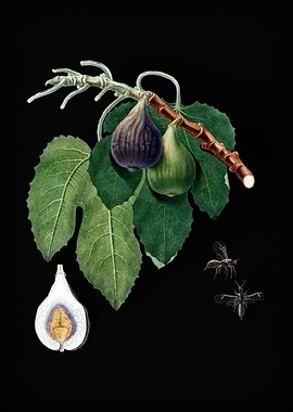 Vintage Fig Fruit on Black