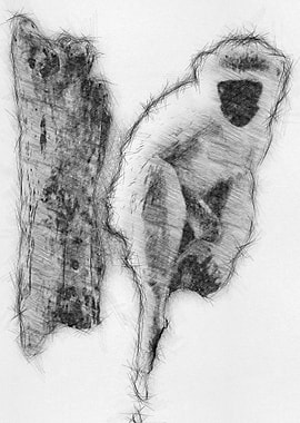 Monkey Pencil Drawing Art