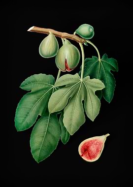 Vintage Fig Fruit on Black