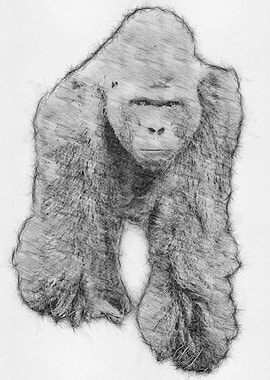 Monkey Pencil Drawing Art
