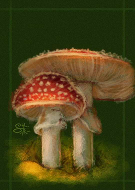 Mushrooms in the Wild