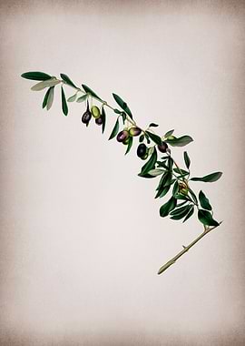 Vintage Olives Fruit Art