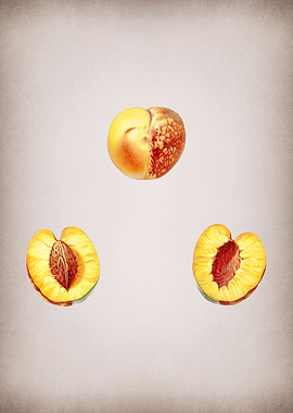 Vintage Nectarine Fruit