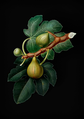 Vintage Fig Fruit on Black