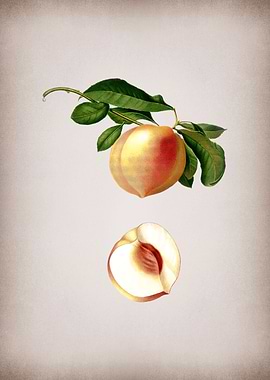 Vintage Peach Fruit Poster
