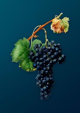 Vintage Grape Spanna Fruit