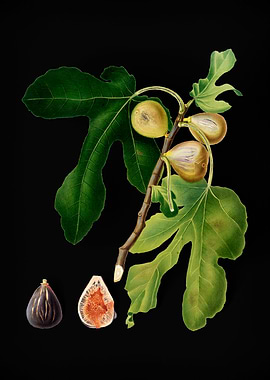 Vintage Fig Fruit on Black