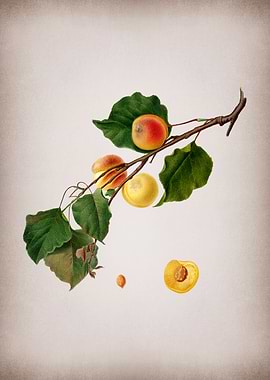 Vintage Peach Fruit Poster