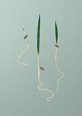 Vintage Date Palm Poster