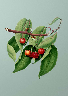 Vintage Cherry Fruit Green