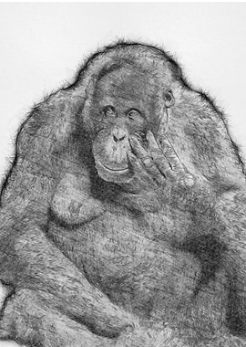 Monkey Pencil Drawing Art