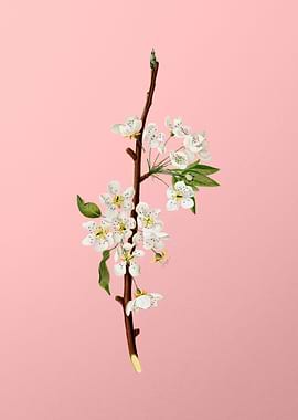 Vintage Musky Pear Fruit