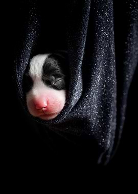 Welsh Corgi Cardigan