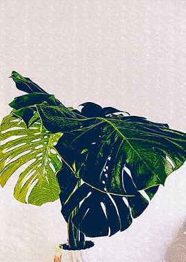 Potted Monstera Plant Leaf