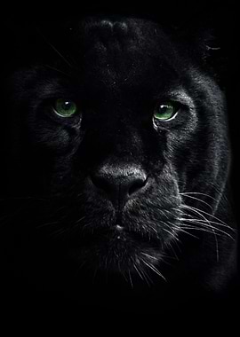 wild black panther face